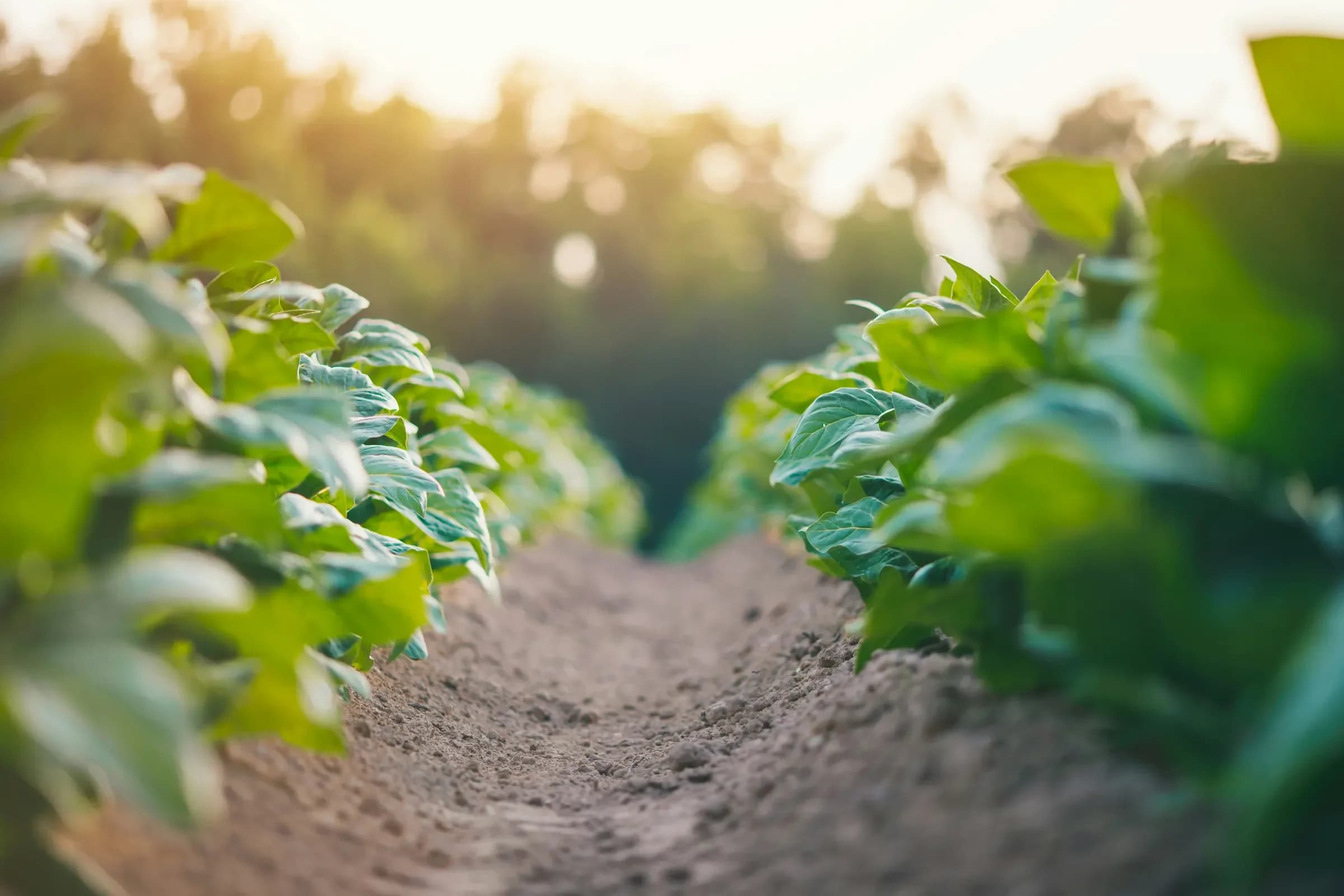Rows of tobacco plants on a farm